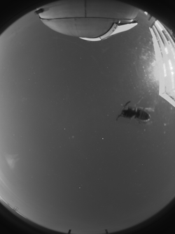 sxoc_wasp_clear_ast_twi_18k_56s_2__thumb.png